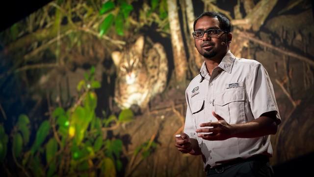 Ashwin Naidu: The link between fishing cats and mangrove forest conservation