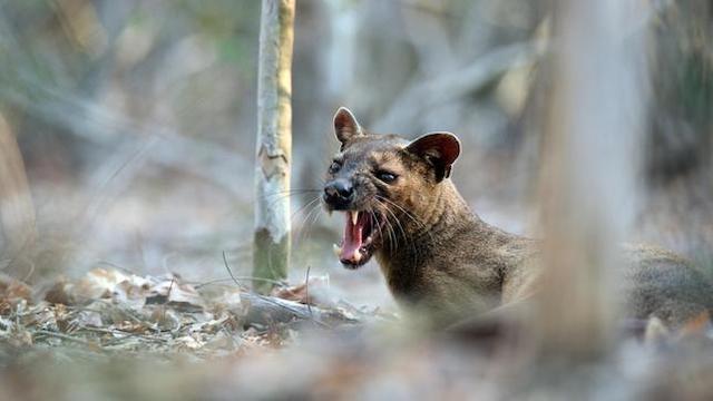 Unbekanntes Madagaskar (2) Im Reich der Kattas