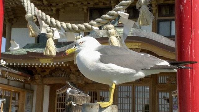 The Aomori Shrine Where "Umineko" Soar