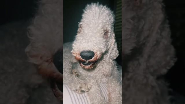 This Dog is a Demon