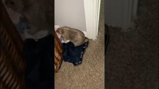Don't Let These in Your House
