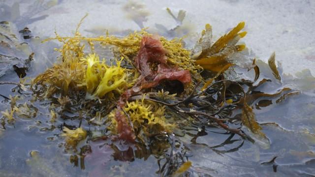Norway’s Algae - Sustainable Superfood