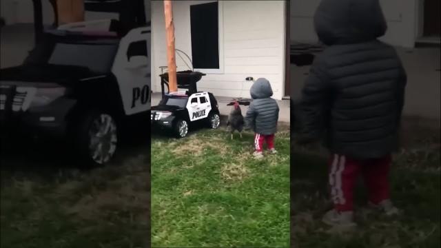 Chickens are Fighting Back