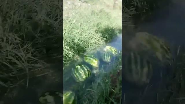 Watermelons that Migrate