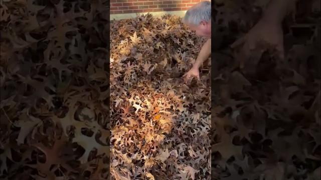 Baby Disappears into Leaf Pile