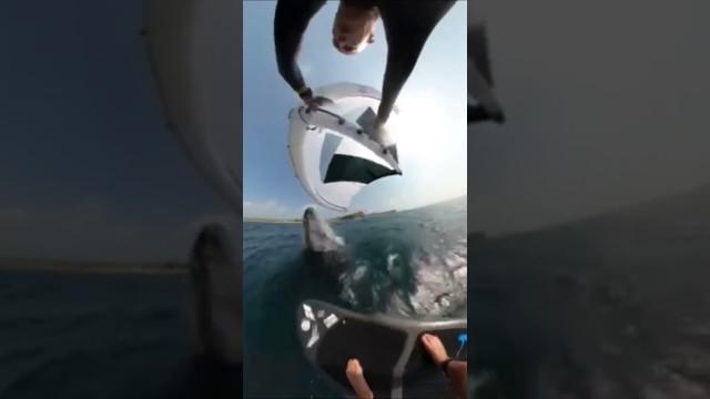 Whale Body Slams Surfer