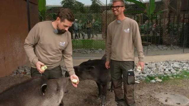 Im Zoo (2): Tapire, Capybaras und Nashörner