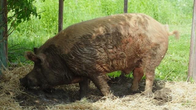 Trognon, le cochon