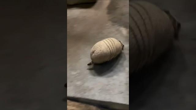 Why Do They Move Like This?