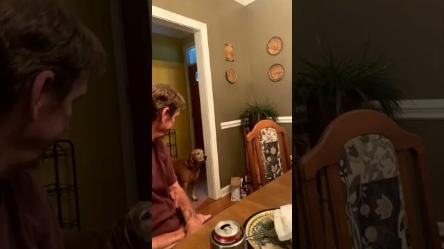 Dog Was Flabbergasted