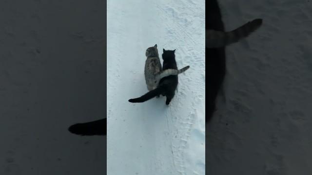 These Cats are Glued Together