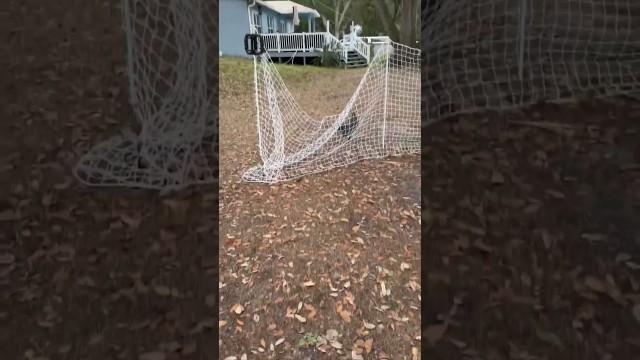 Chickens Found Frozen in Time