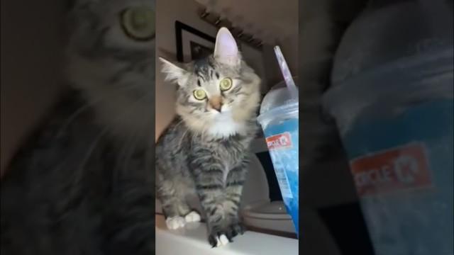 Cat Doesn't Care About Being on Fire