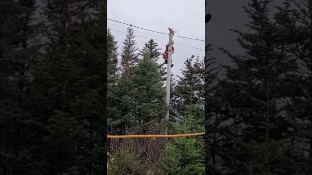 Cat Does Leap of Faith