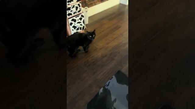 Cat With The Ugliest Meow