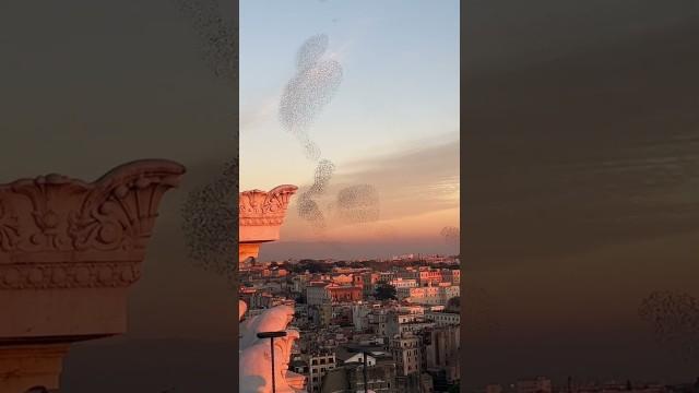 I Could Watch This Forever