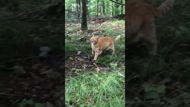 Cat is Allergic to Nature