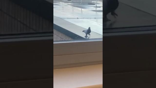 Pigeon with Giant Feet