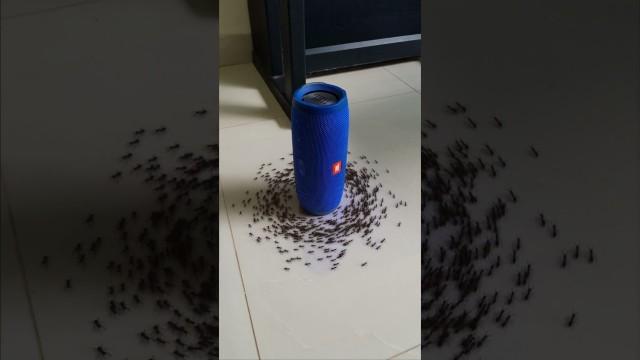 Ants that Love Music
