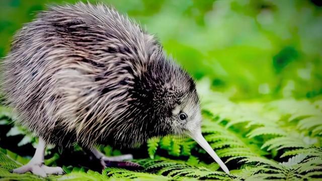 New Zealand - Land at the end of the world?