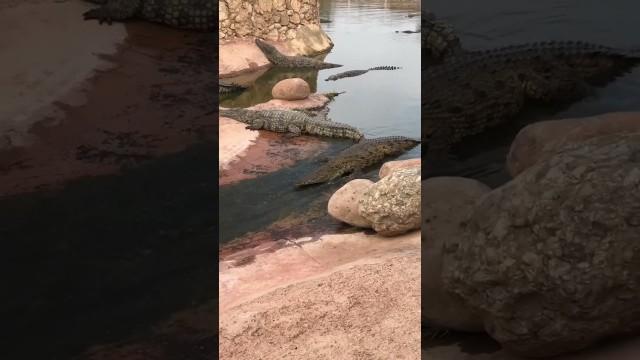 Alligator Going Down a Slide