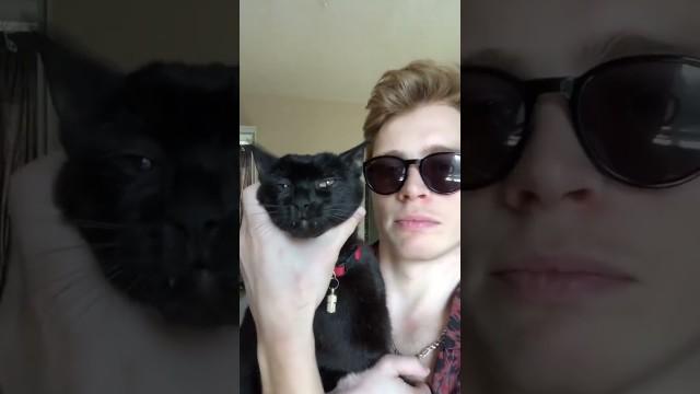Please do not the cat