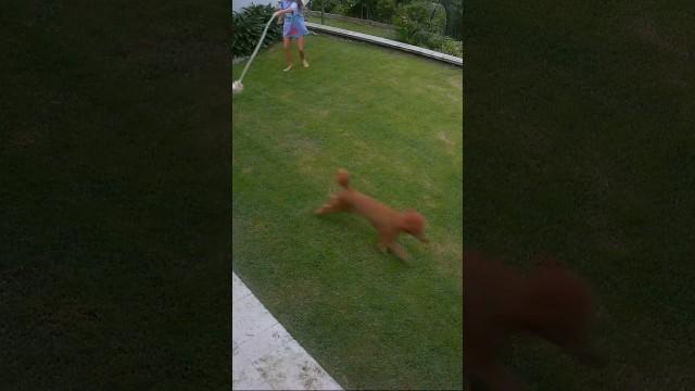 Snake Tries to Eat Pet and Gets Yeeted