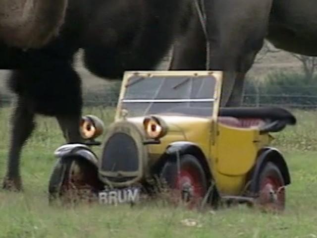 Brum on Safari