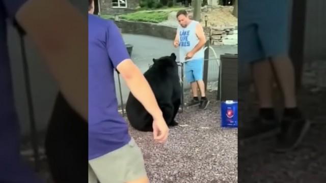 Bear Kicked Out of Party