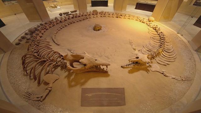 4000万年前は海！砂漠にクジラの化石