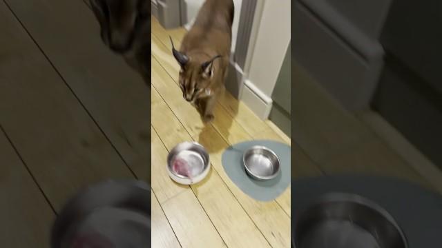 The Worst Pet to Own