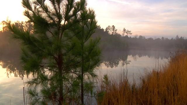 A Thousand Pines