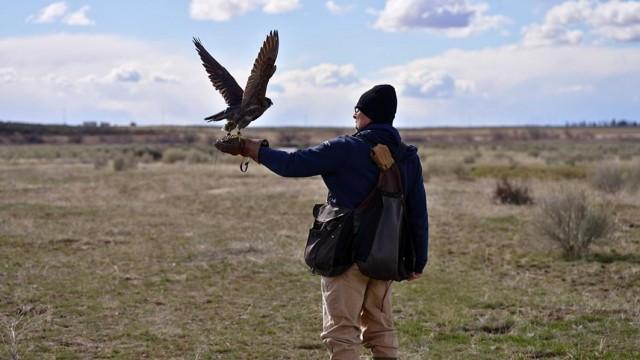 The Art of Falconry