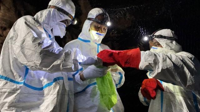 Gabon : chasseurs de virus