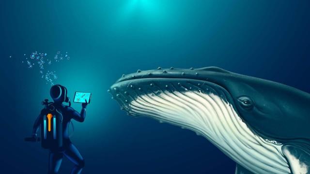 Can Humans Talk to Whales? This Might Let Us...