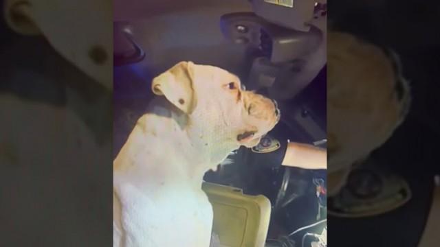 Police Officer Pulls Over a Dog