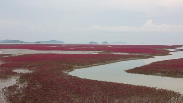 自然の驚異！絶景の赤い干潟