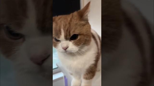 "He Doesn't Bite"