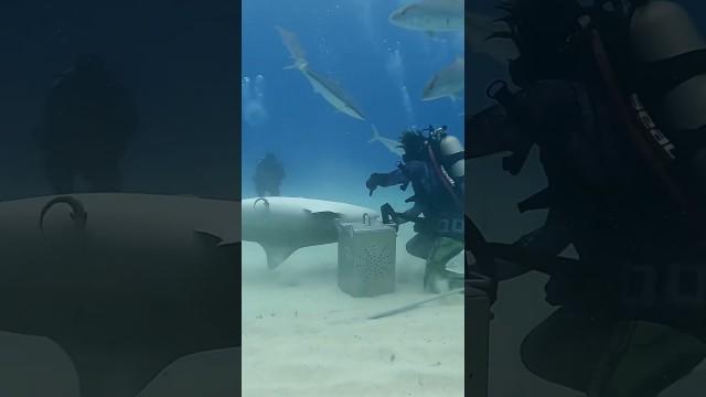 How To Turn Off a Shark