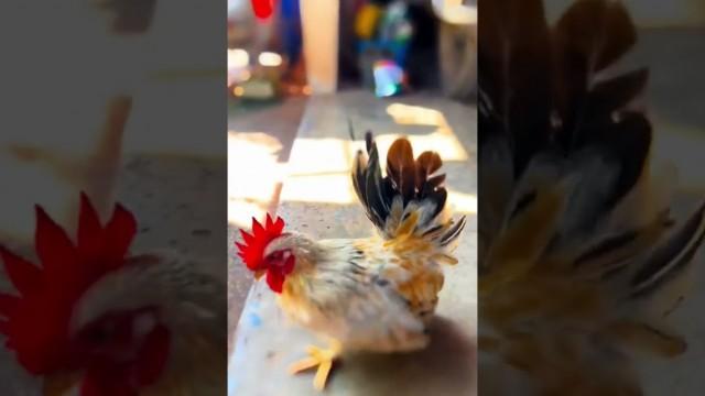 The Smallest Chicken
