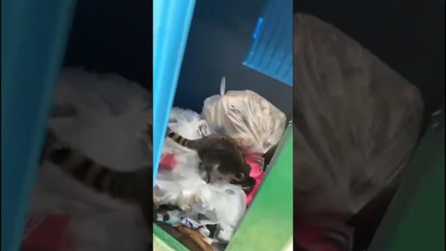 A Really Weird Raccoon