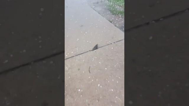 Saving a Tiny Bird