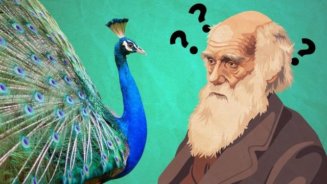 The Surprising Power of Sex in Evolution