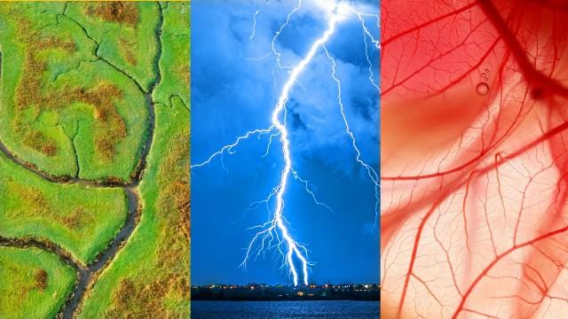 Why trees look like rivers and also blood vessels and also lightning…