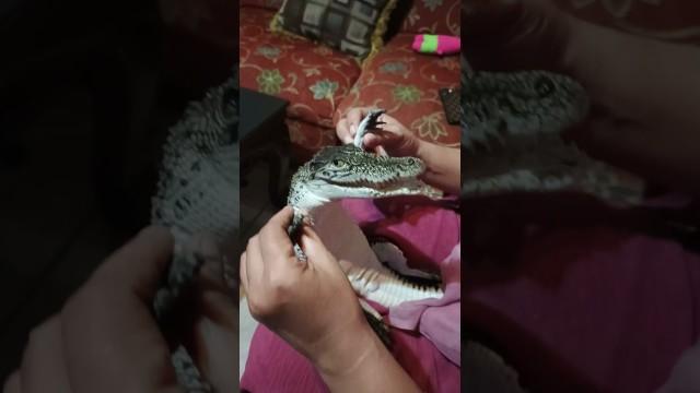 Alligator Think He's a Baby