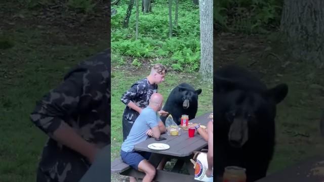 Making Friends with a Bear