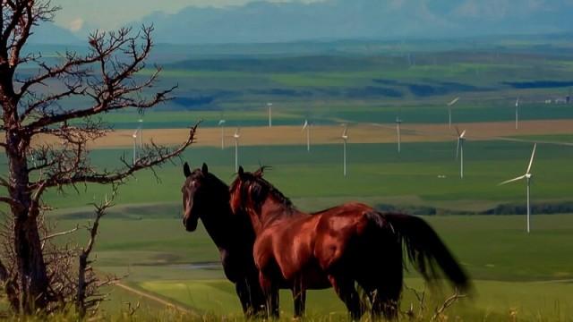Kanada - Die Rückkehr der Blackfoot