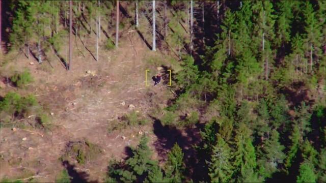 Car chase ends in the woods