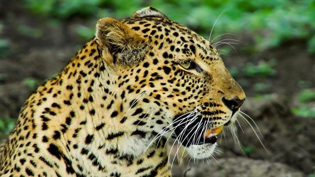 Big Cat Special
