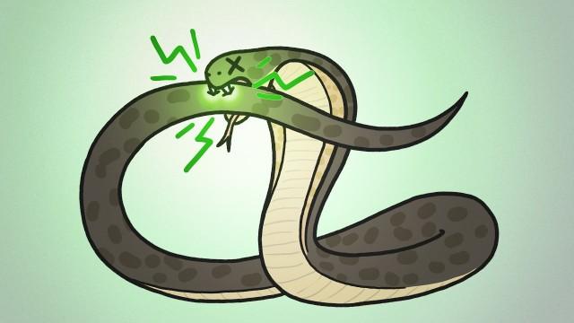 Why Don't Snakes Poison Themselves?